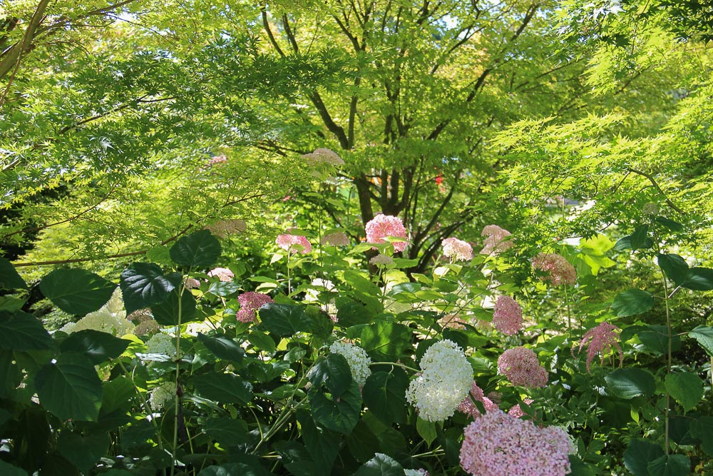 approches jardins prives presinge def pi fleur ombre